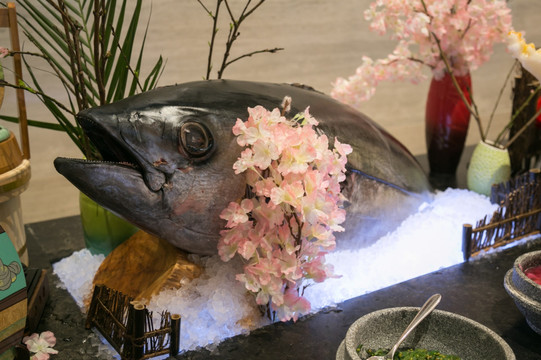 金槍魚(yú)
