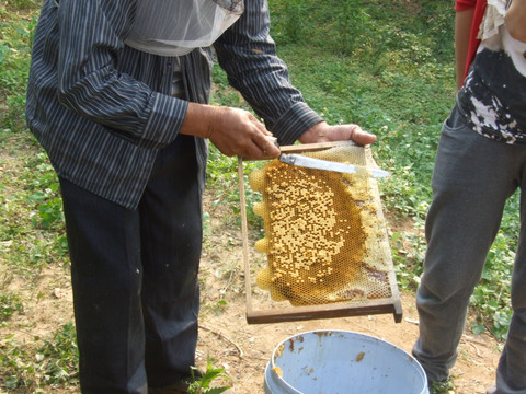 蜂蜜制作过程