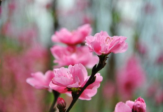 鲜花开放