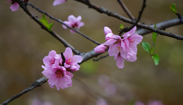 桃花