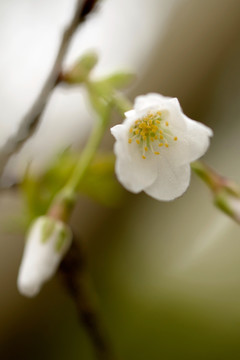 白色樱花 微距特写