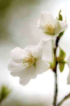 白色樱花 花朵微距