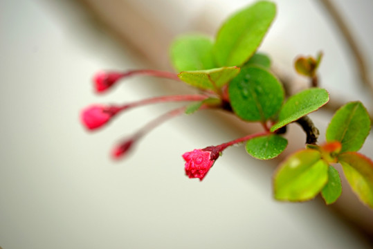 西府海棠 花苞花蕾