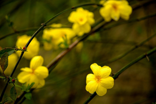 迎春花