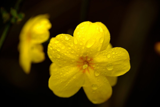 迎春花 微距特写