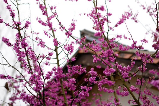 紫荆花 中式建筑