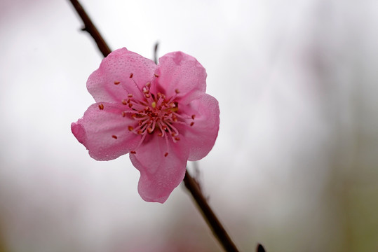 粉色桃花 紫叶桃花