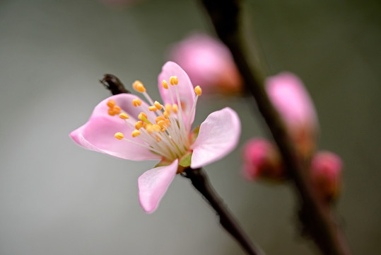 山毛桃花