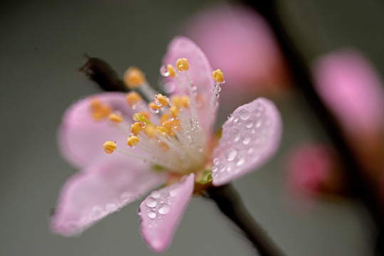 野桃花