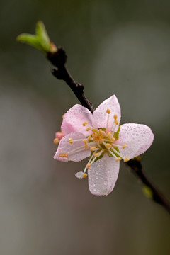 粉色桃花 野桃花