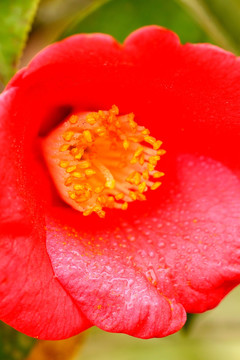 红色茶花 花蕊特写