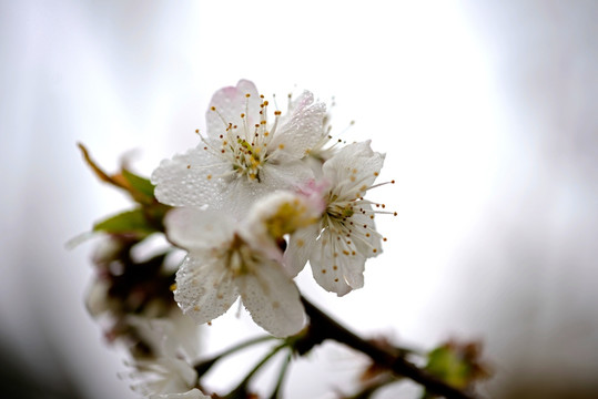 白色樱桃花