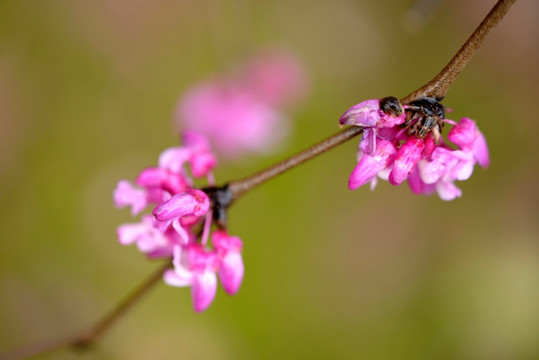 紫荆花 花束