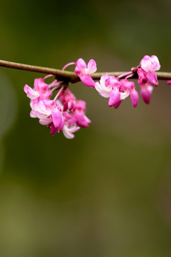 紫荆花