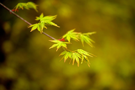 鸡爪槭 枫叶