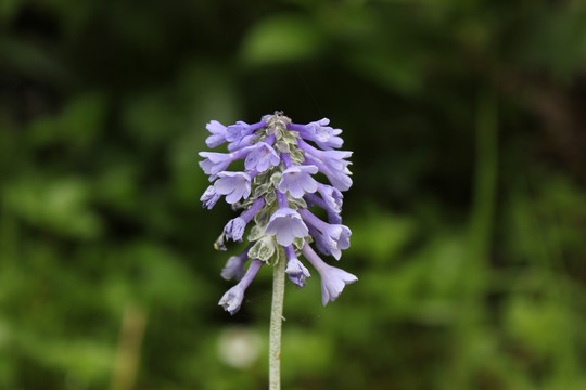 格桑花