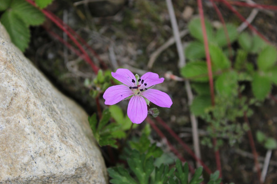 格桑花