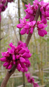 紫红花卉