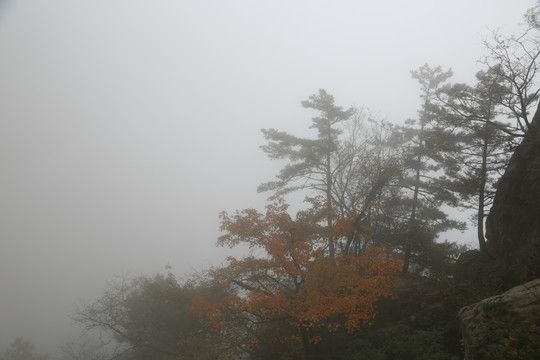 山林晨雾