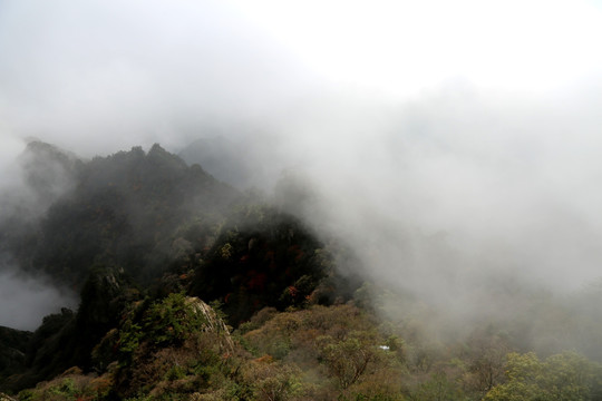 高山云雾