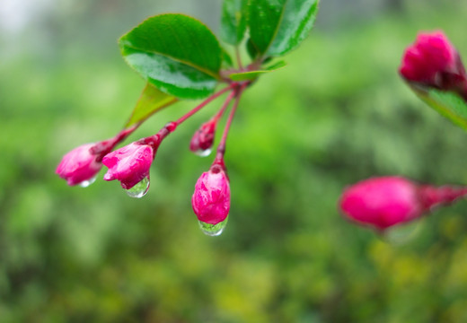 小花 春天