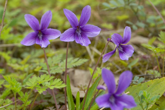 紫花地丁