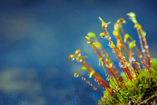 苔藓植物