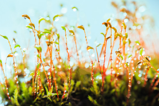 苔藓植物孢子体