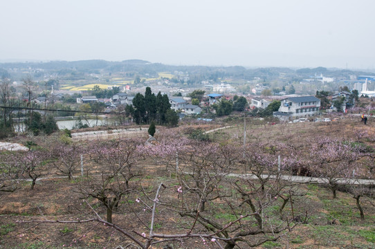 桃花山