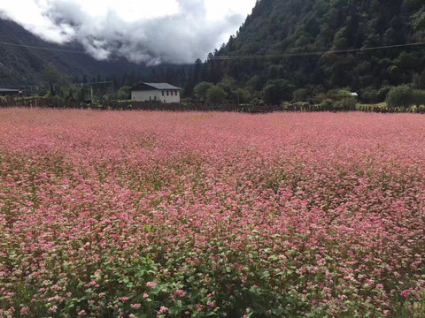 花海