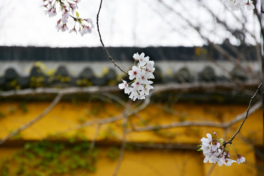 樱花花枝