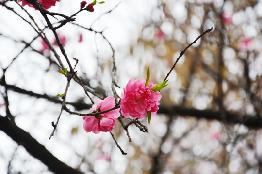 一枝红花