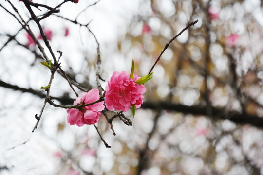 一枝樱花