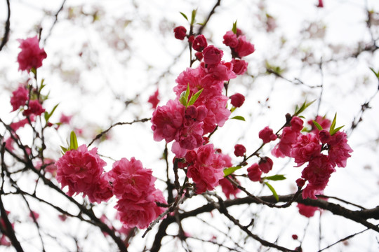 樱花花枝