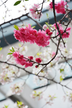 唯美红色樱花