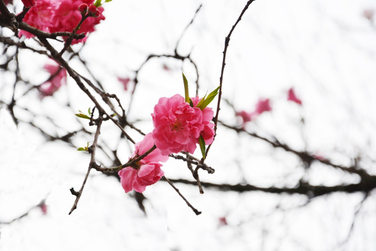 唯美红色樱花