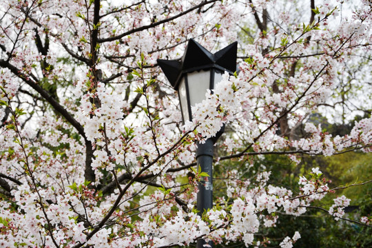 樱花背景