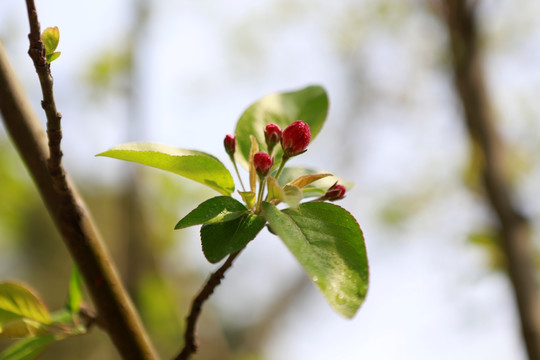 生机勃勃 绿色生物