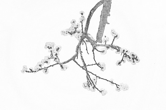 盛開的杏花素描圖