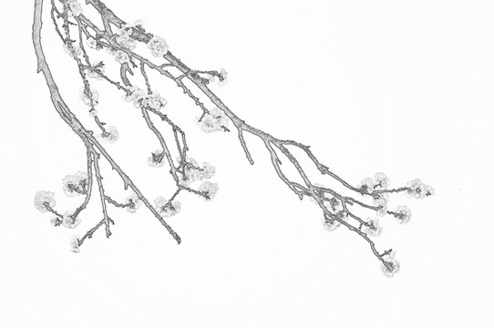 盛開的杏花素描圖