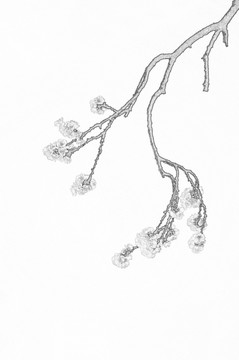 盛開(kāi)的杏花素描圖