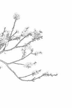 盛開(kāi)的杏花素描圖