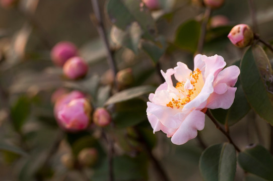 茶花