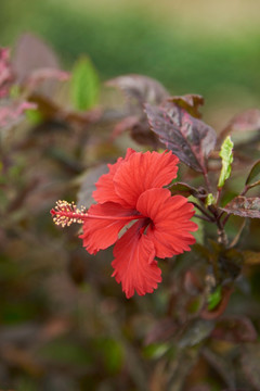 扶桑花