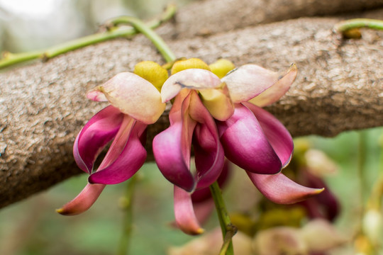 禾雀花