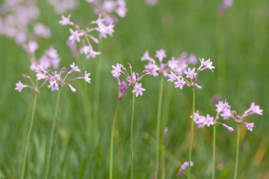 野生韭菜花