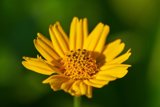 野菊花