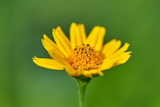 野菊花