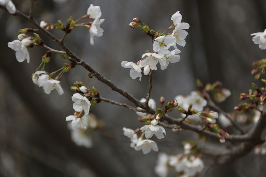 红白樱花