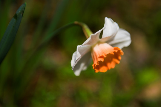 水仙花 洋水仙